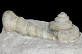 Plate of Gastropod (Euomphalus & Loxonema) Fossils - Iowa #130287-2